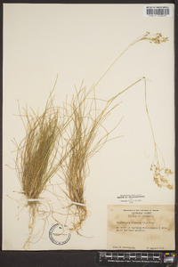 Deschampsia flexuosa image