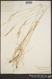 Deschampsia flexuosa image