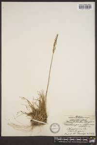 Deschampsia flexuosa image