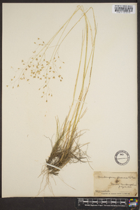 Deschampsia flexuosa image