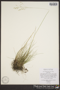 Deschampsia flexuosa image