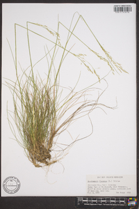 Deschampsia flexuosa image