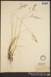 Deschampsia flexuosa image