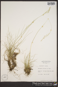 Deschampsia flexuosa image