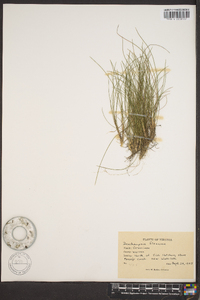 Deschampsia flexuosa image