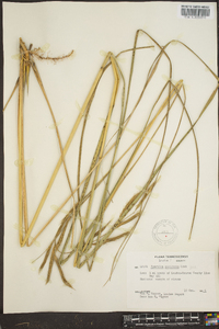 Spartina pectinata image