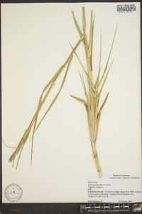 Spartina alterniflora image