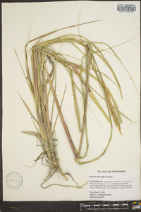 Spartina alterniflora image