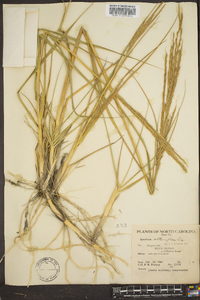 Spartina alterniflora image