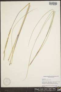 Spartina alterniflora image