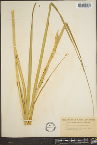 Spartina alterniflora image