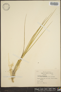 Spartina alterniflora image