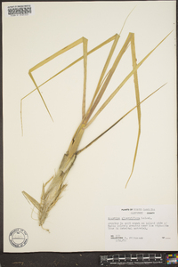 Spartina alterniflora image