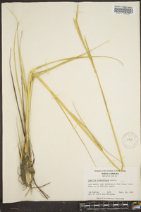 Spartina alterniflora image