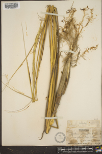 Spartina alterniflora image