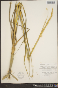 Spartina alterniflora image