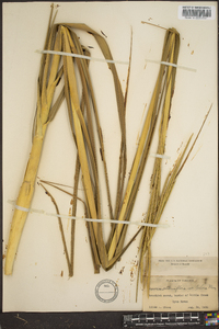 Spartina alterniflora image