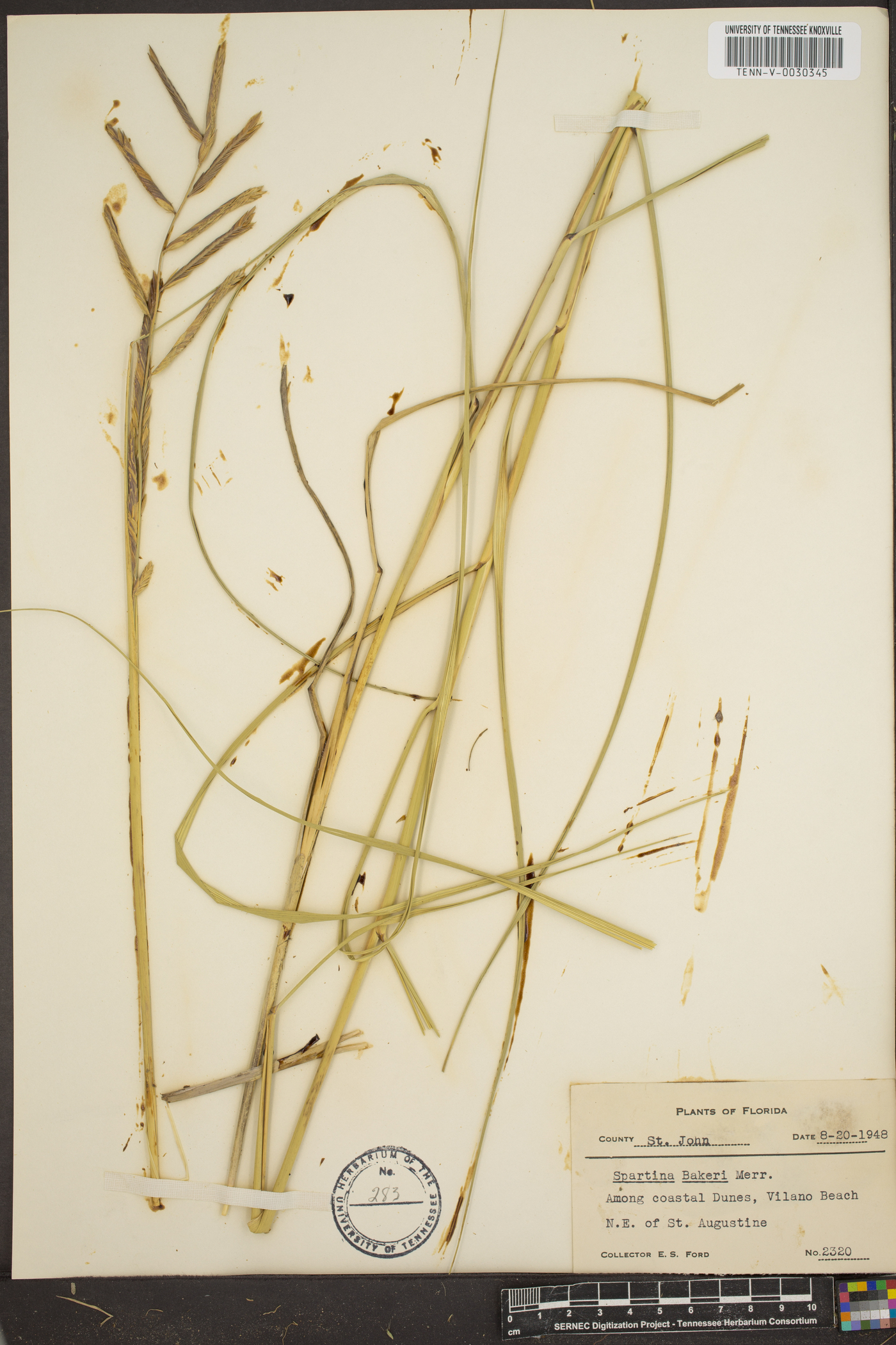 Spartina bakeri image