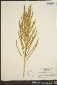 Spartina cynosuroides image