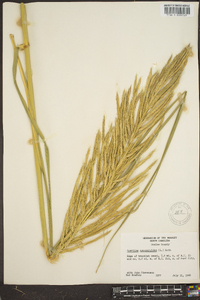 Spartina cynosuroides image