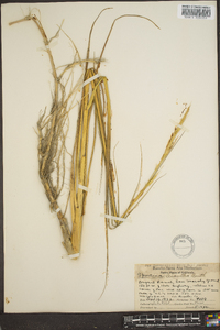 Spartina foliosa image