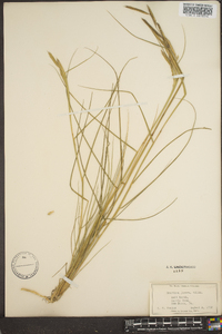 Spartina patens image