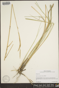 Spartina patens image