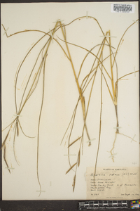 Spartina patens image