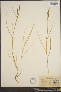 Spartina patens image