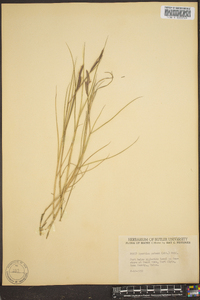 Spartina patens image