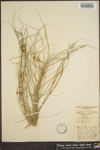 Spartina patens image