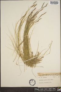 Spartina patens image