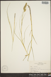 Spartina patens image