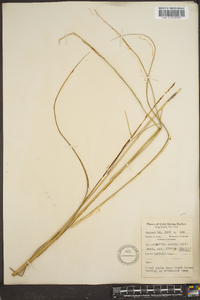 Spartina patens image