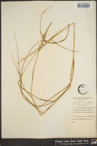 Spartina patens image