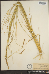 Spartina patens image