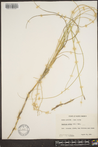 Spartina patens image