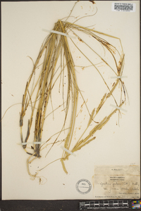 Spartina patens image