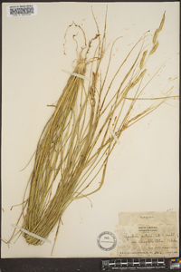 Spartina patens image