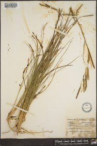 Spartina patens image