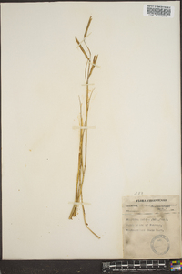 Spartina patens image