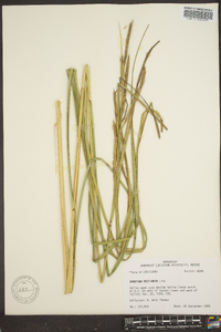 Spartina pectinata image