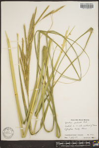 Spartina pectinata image