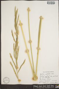 Spartina pectinata image