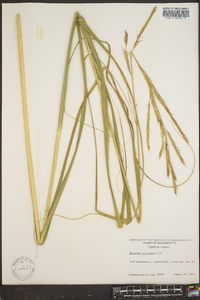 Spartina pectinata image