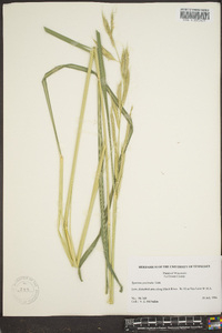 Spartina pectinata image