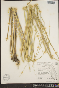 Spartina spartinae image