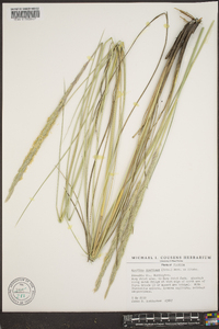 Spartina spartinae image