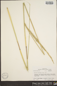 Spartina spartinae image