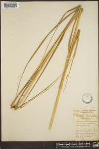 Spartina spartinae image